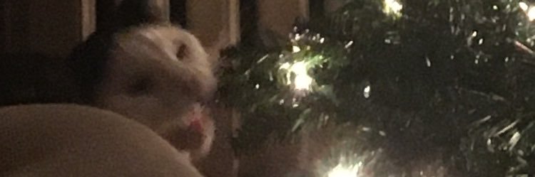KaylaRLeonard's profile banner image