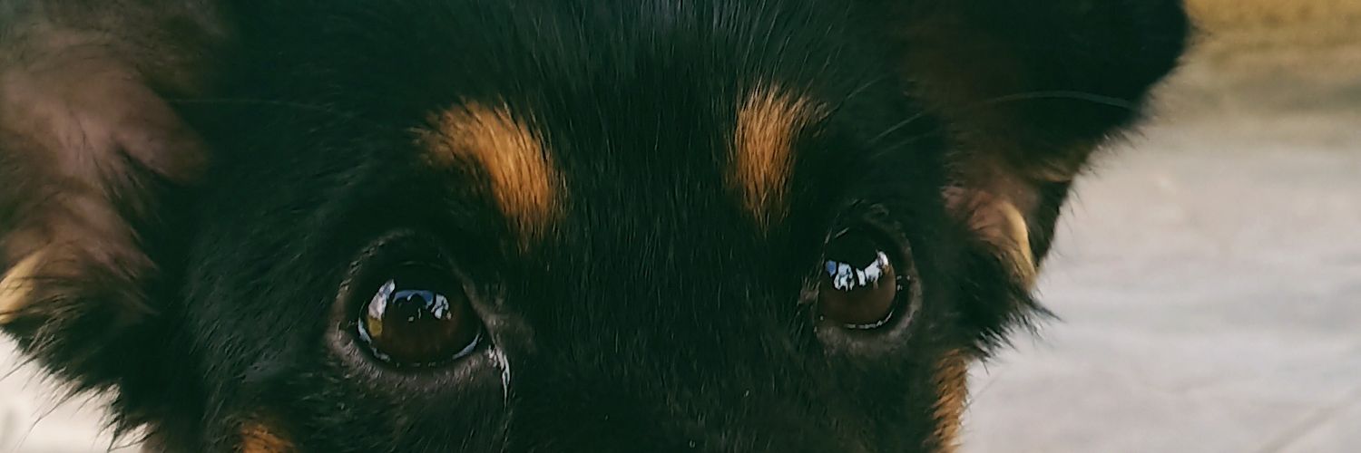 istobelli's profile banner image