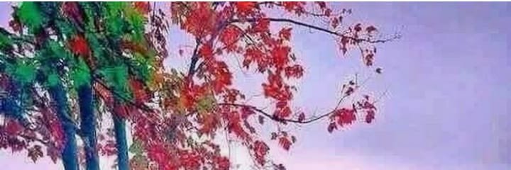 anitamagson's profile banner image
