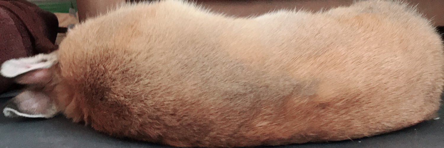 えってぃ banner