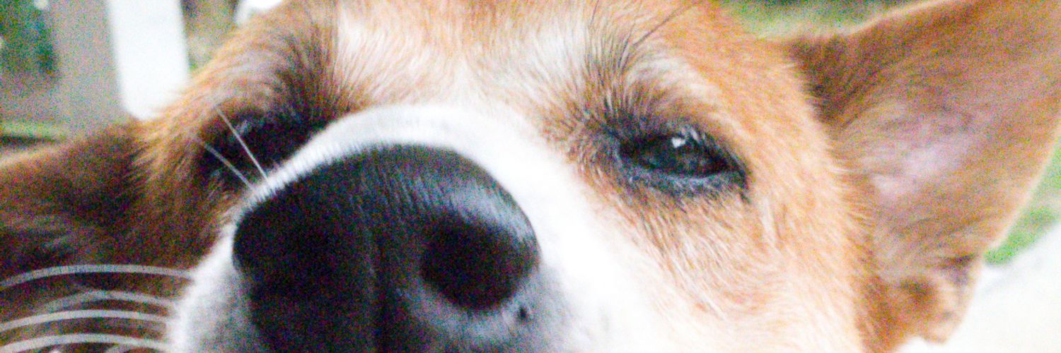 aeyapiss's profile banner image