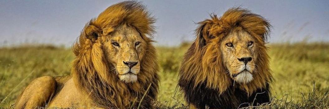 Wild Captured banner