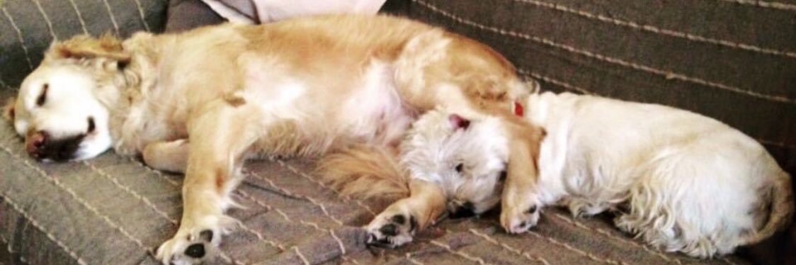 🅔🅜🅜🅐 🐾 banner