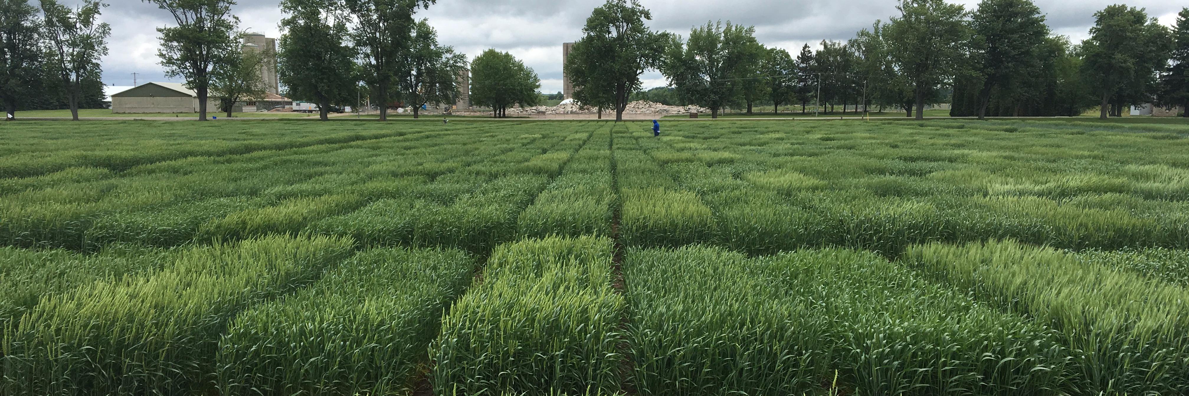 Alireza Navabi banner