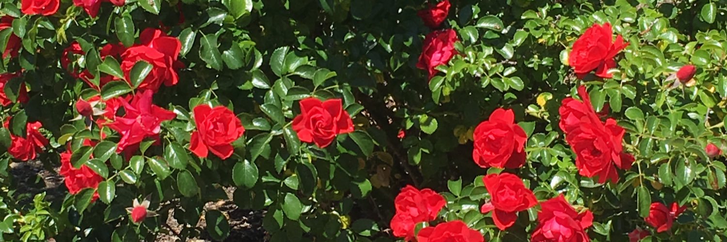 MandyCheri's profile banner image