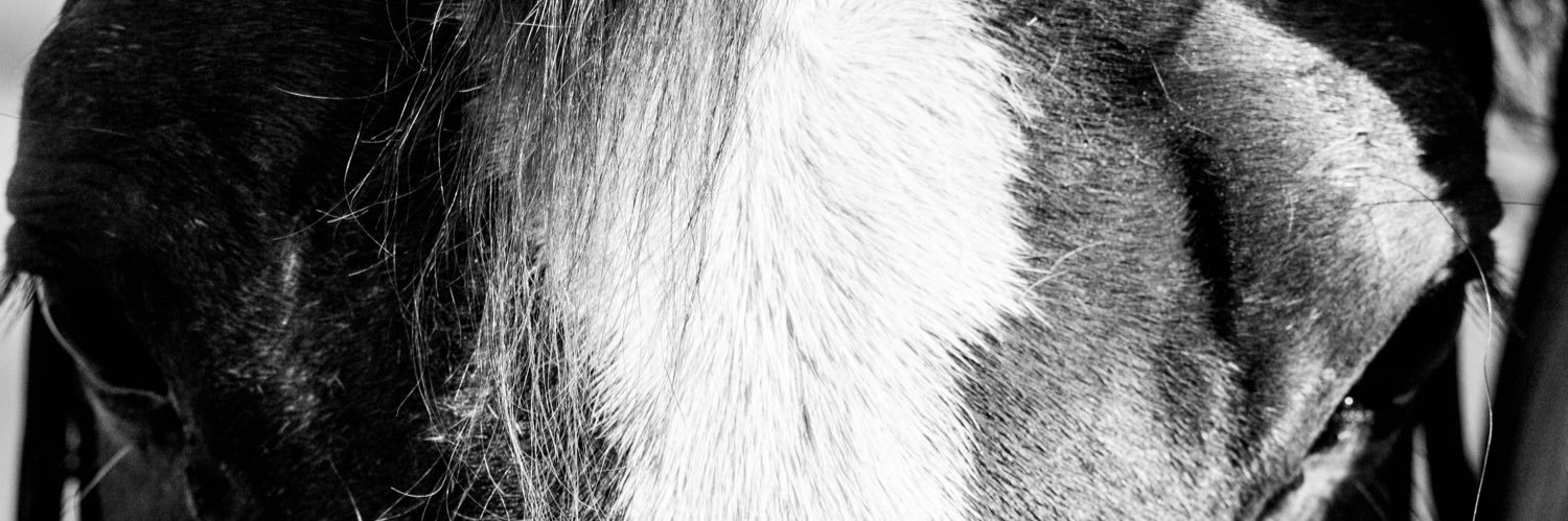 RileyChown's profile banner image
