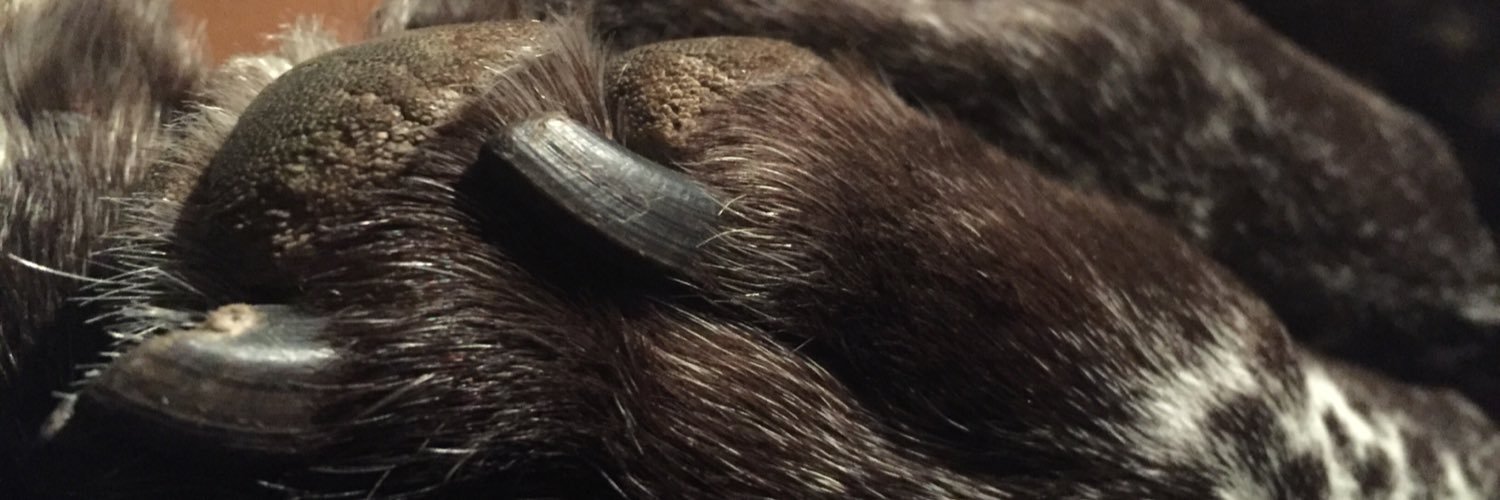 sjgebauer's profile banner image