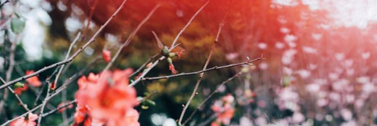 HanElizBates's profile banner image