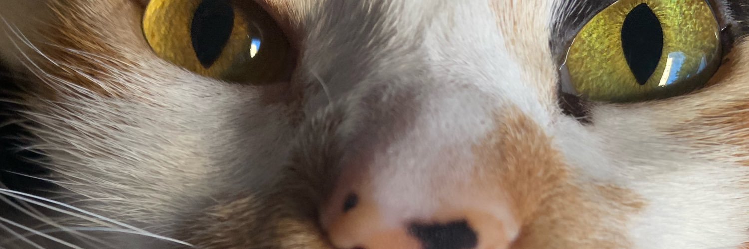 ffrangp's profile banner image