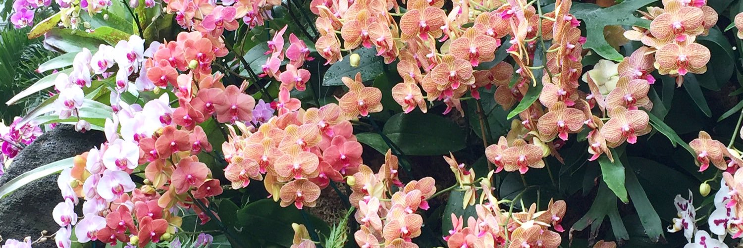 Shraddha Chakradhar banner