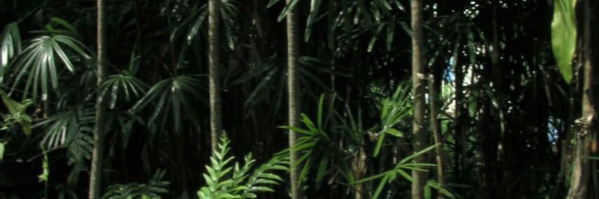 Islandelights's profile banner image