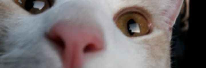 DaiCoscia's profile banner image