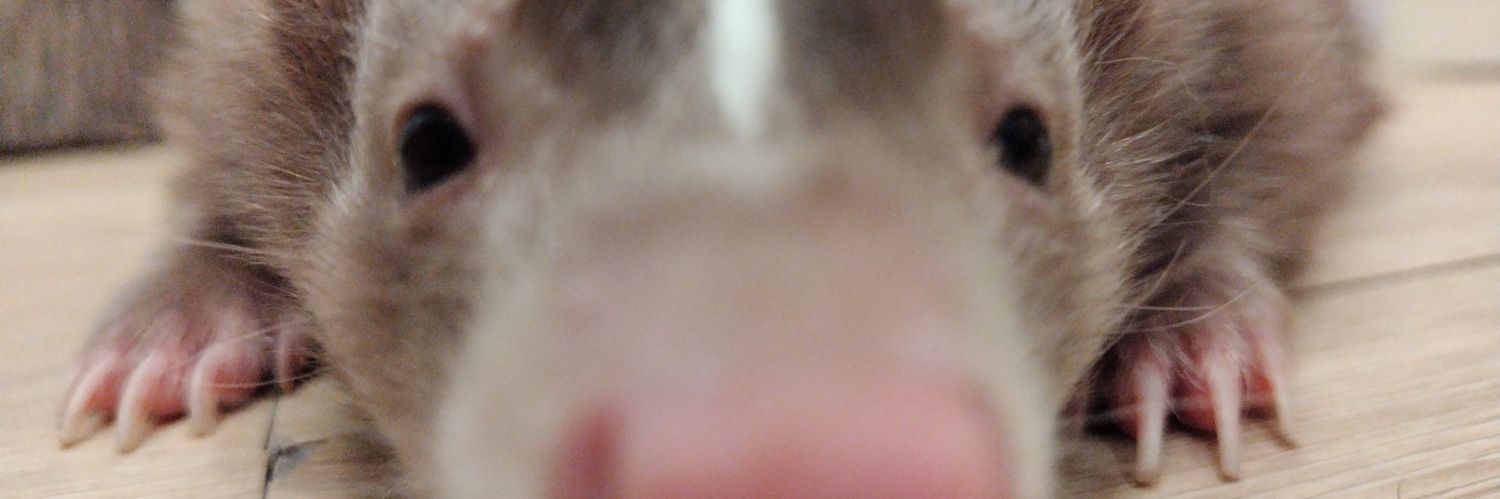 マロ🌰マモン banner