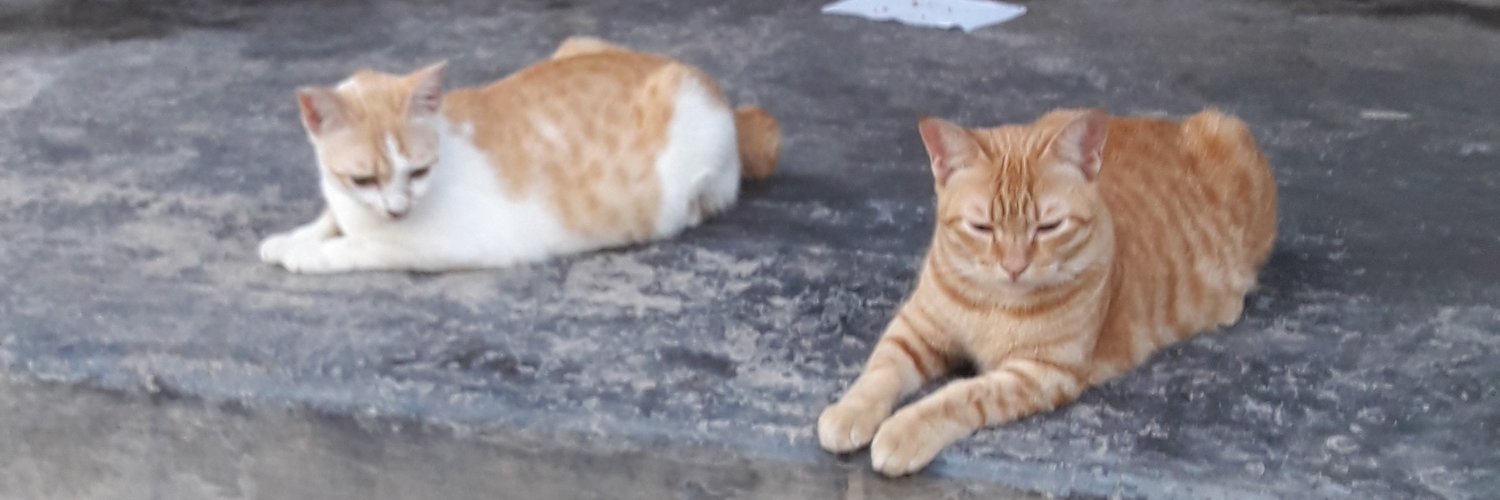 udangrambutan's profile banner image