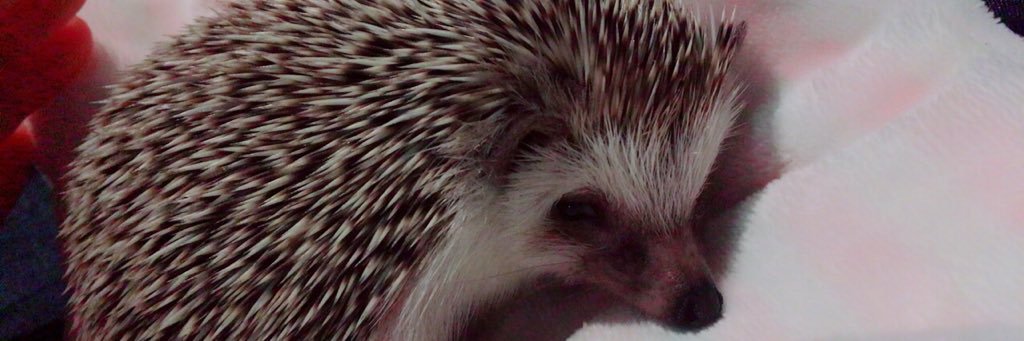 ami_114607's profile banner image