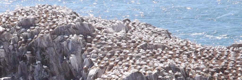 Irish Midlands Ringing Group banner