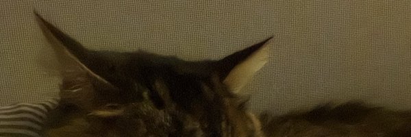 arielaaaaaaaa Profile Banner