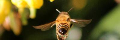 Bees Hive banner