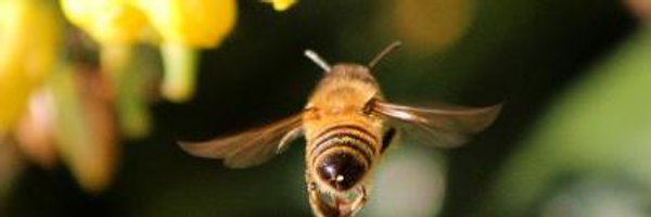 BeesBeezine Profile Banner