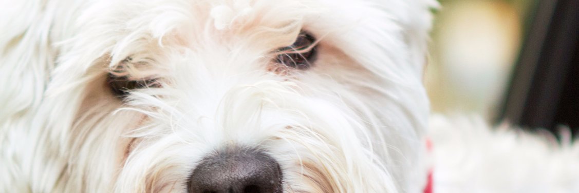 4veterinary's profile banner image