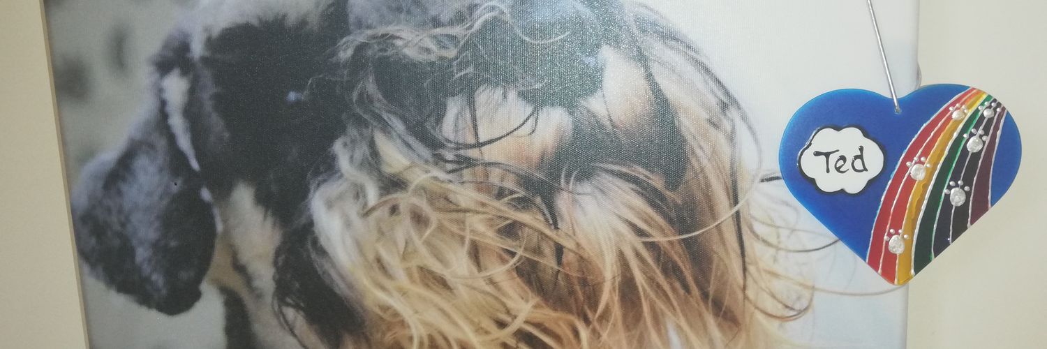 maddorset's profile banner image