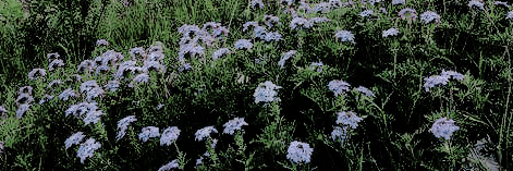 𝗬𝗥. banner