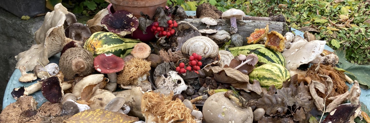 raccoon 🦝🧷Ⓐ🍄 banner