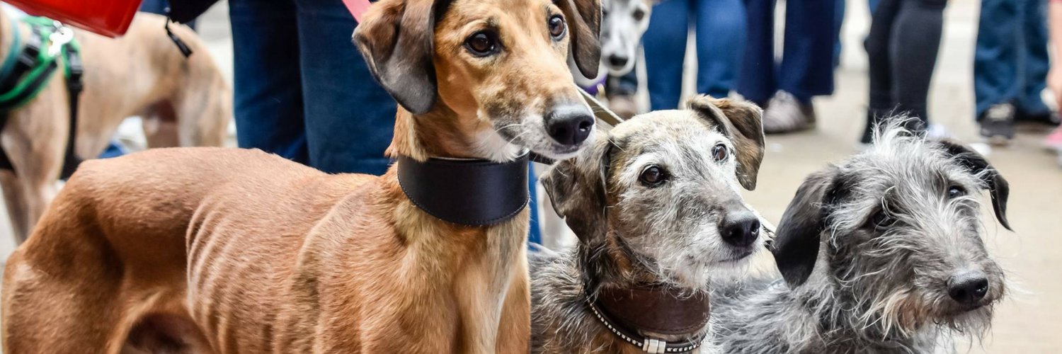Forever Hounds Trust's banner