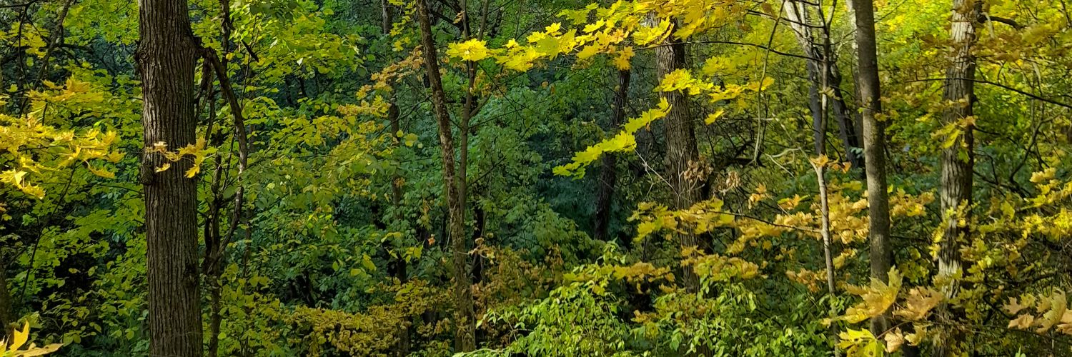 ksenloom 🌿 banner