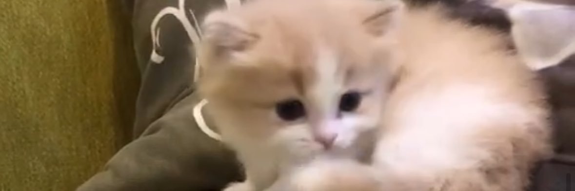 🐱 banner