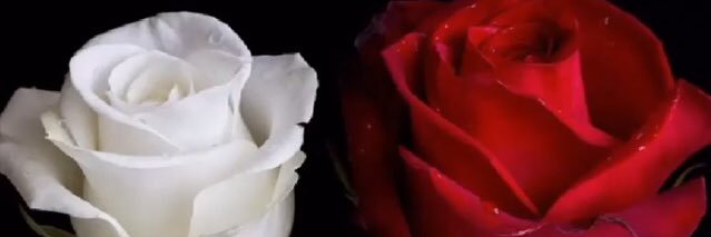 SamiaLabidi2's profile banner image