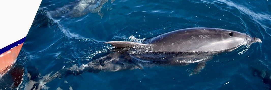 Galápagos Planet Ocean Dive Center 💧🇪🇨 banner