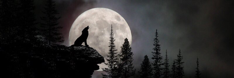 WillfulWerewolf's profile banner image