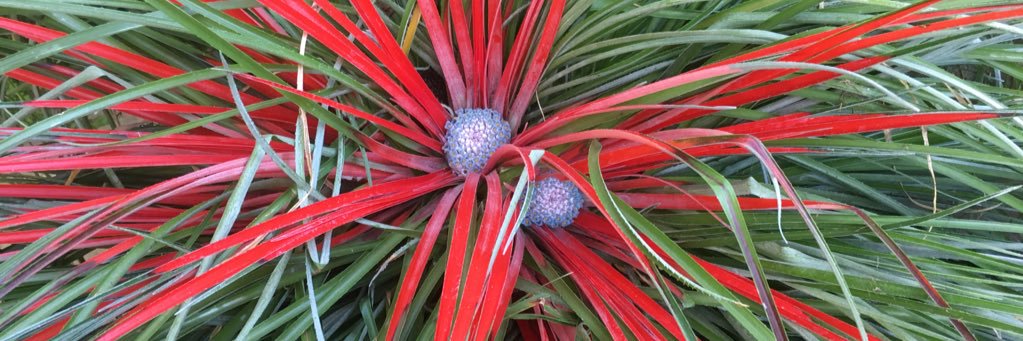 Harvey Stephens banner