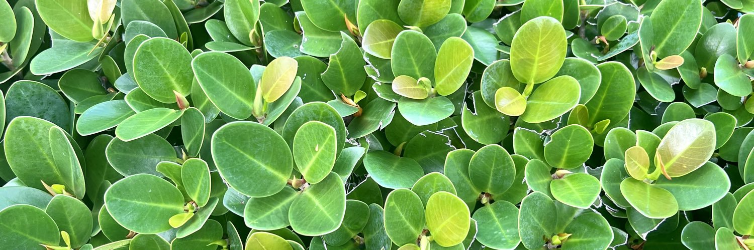 Julio Márquez banner