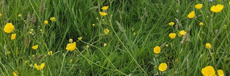 Imogen Mansfield (she/her) banner