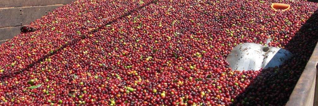 potiercoffee's profile banner image