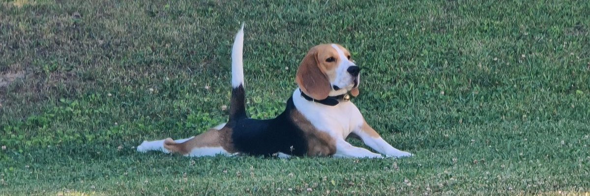 iworkforabeagle's profile banner image