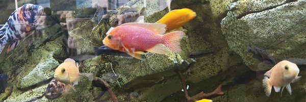 delyomar16 Profile Banner