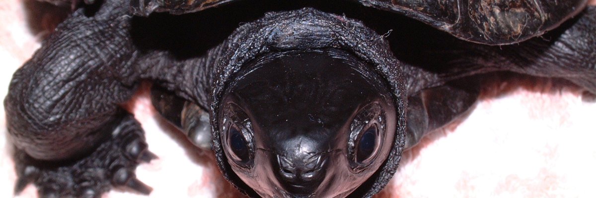 JerrySeguchi's profile banner image