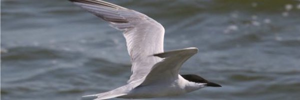 rafaelmitch Profile Banner