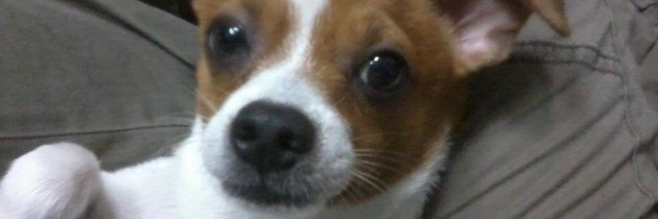 sirijindatan's profile banner image