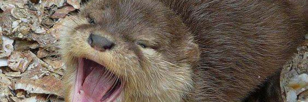 Lashonda Haddock banner