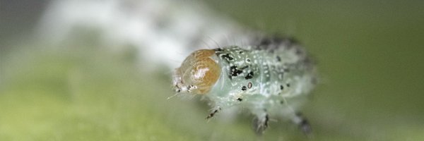 PSU_Entomology Profile Banner