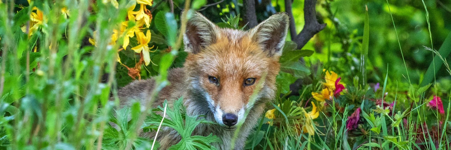 Balerno Cockburn banner