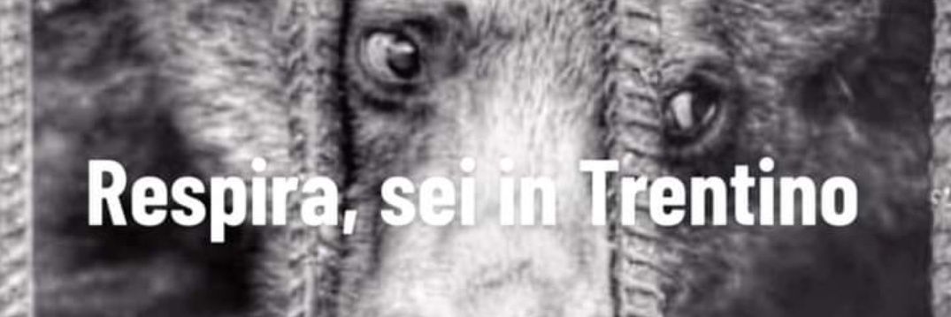 Marilena banner