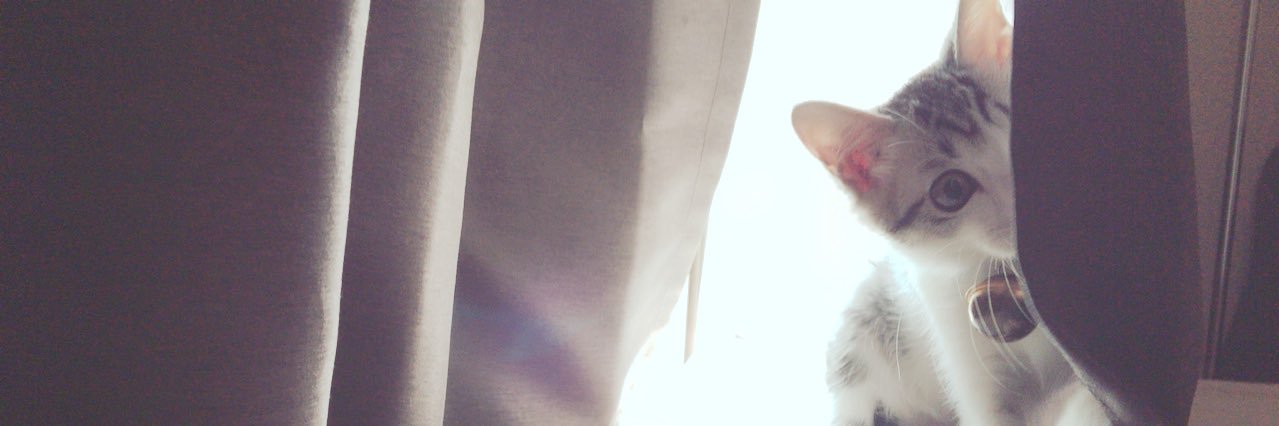 torotorosoap's profile banner image