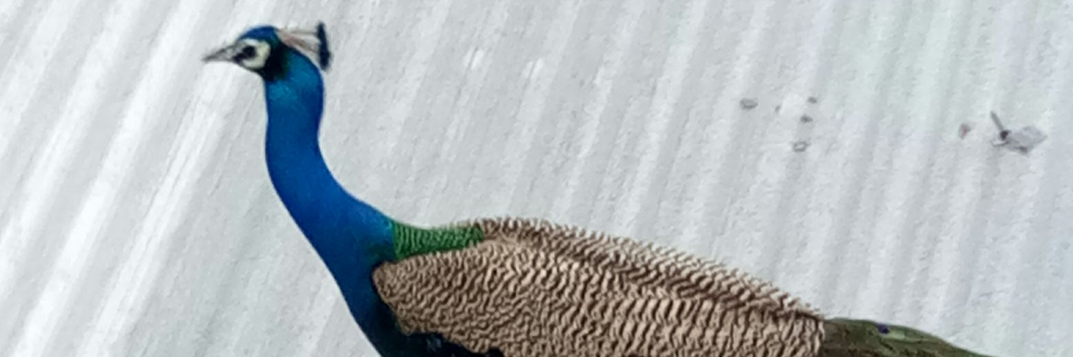 PinalPrajapat24's profile banner image