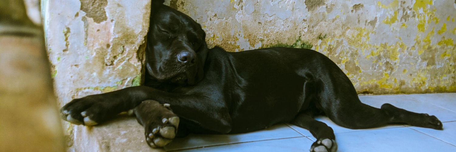 Estevão Barbosa banner