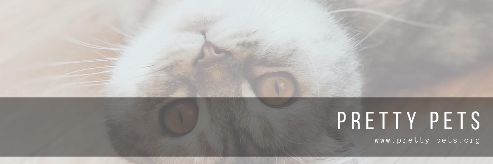 PrettyPetsUS's profile banner image